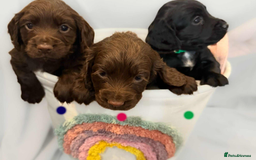 Cocker Spaniel dogs for sale: Cocker spaniel pups KC REG & COUNCIL LICENSED  - Image 10