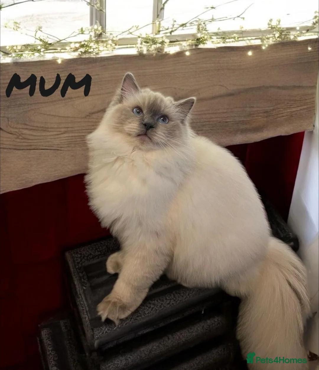 Ragdoll cats for sale: 💎🐾 Beautiful Ragdoll Kittens🐾💎 - Advert 1