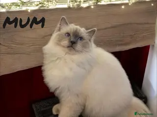 Ragdoll cats 💎🐾 Beautiful Ragdoll Kittens🐾💎 - Advert 1
