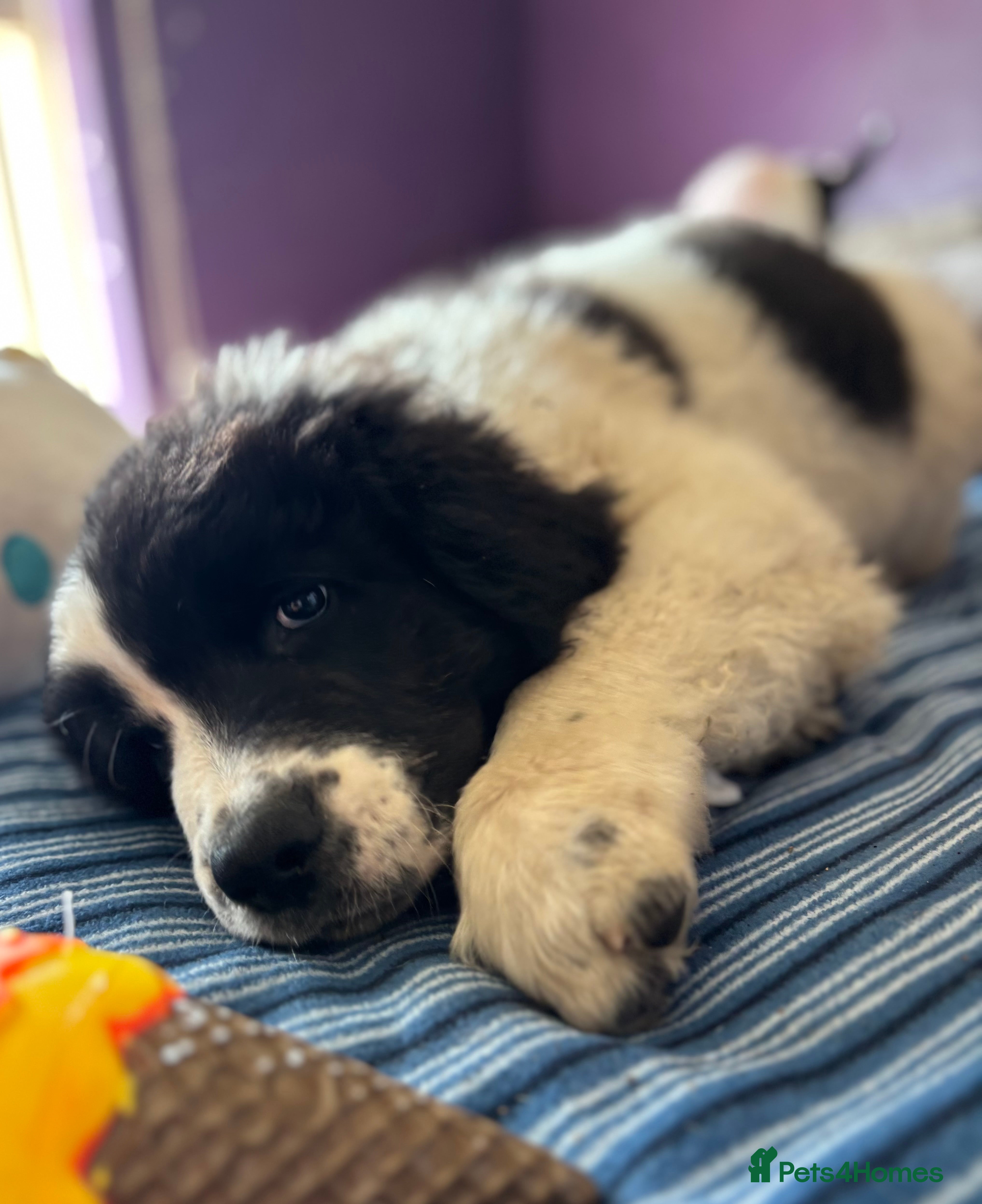 Mixed Breed dogs READY NOW Black landseer Newfoundland puppies  - Advert 18