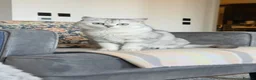 British Shorthair cats for sale: ☀️💕Beautiful baby British Shorthair ☀️💕 - Advert 7