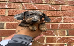Miniature Dachshund dogs for sale: Miniature dachshunds  - Image 13