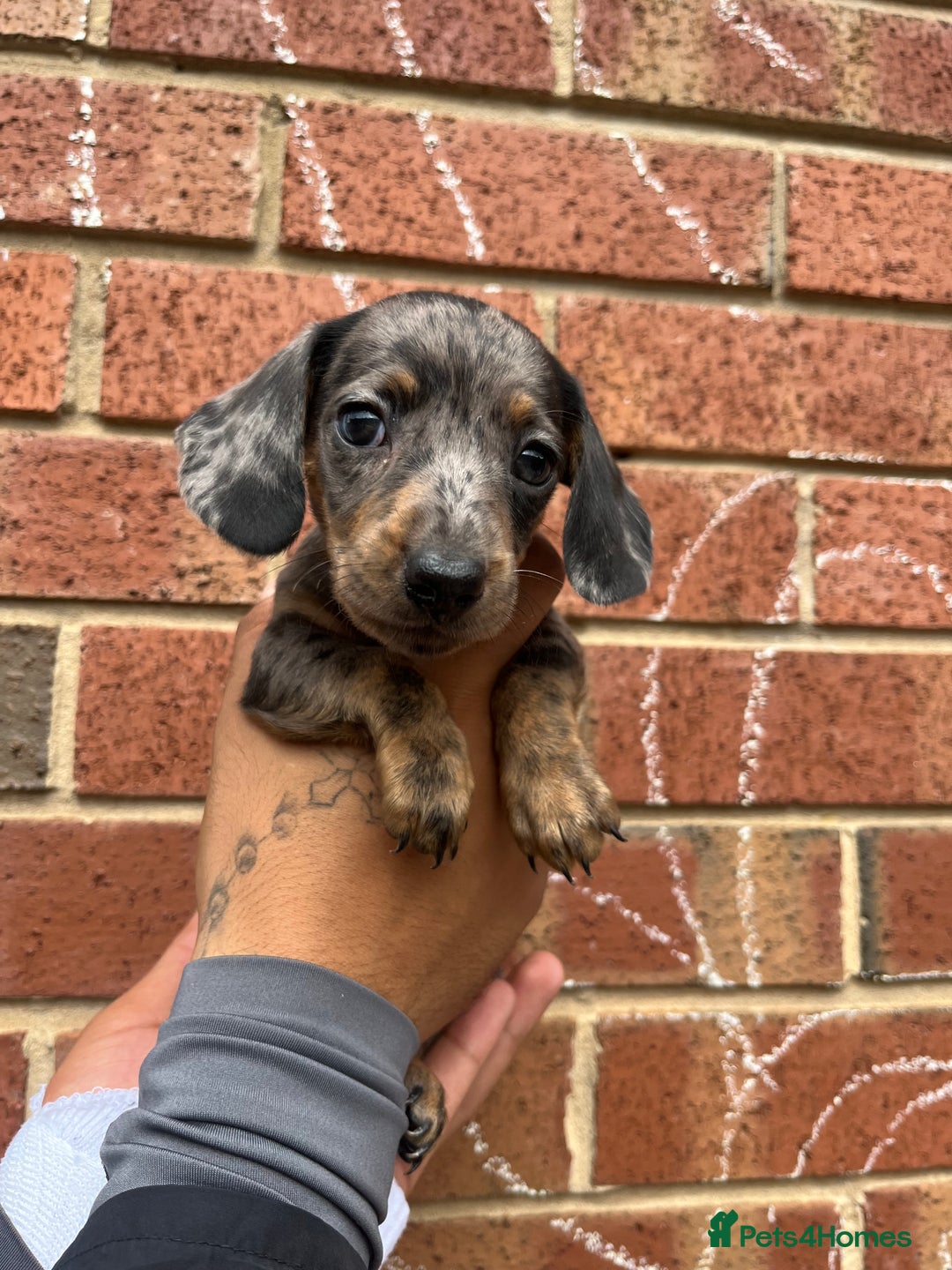 Miniature Dachshund dogs for sale: Miniature dachshunds  - Image 13