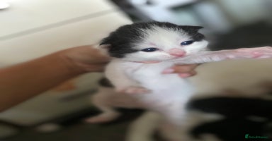 Mixed Breed cats - Advert 3