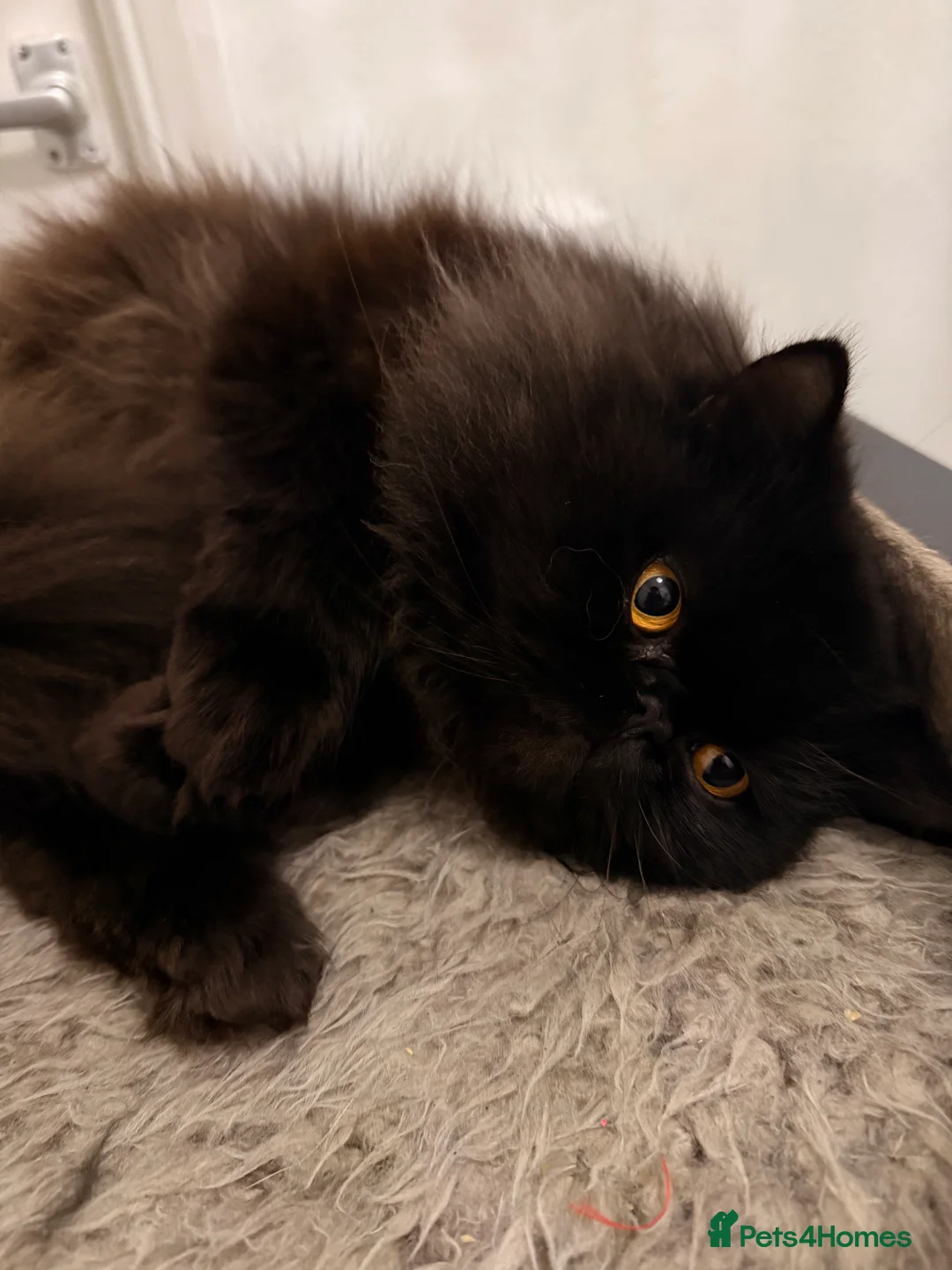 Persian cats for sale: Black Persian Cat  - Advert 2