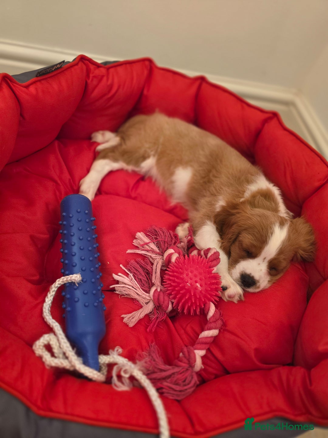 Cavalier King Charles Spaniel dogs for sale: Beautiful Cavalier King Charles Puppies - Image 11