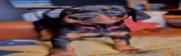 Dobermann dogs for sale: KC reg Dobie Pups | Two girls available - Advert 27