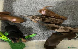 Miniature Dachshund dogs for sale: Multi coloured litter - Image 22