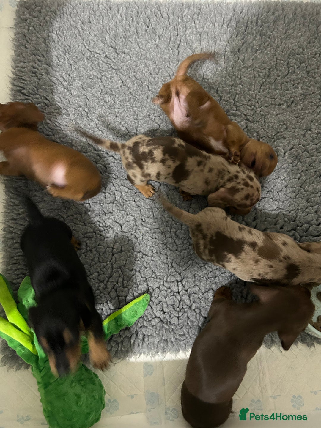 Miniature Dachshund dogs for sale: Multi coloured litter - Image 22
