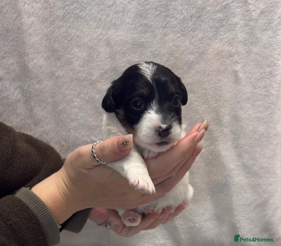 Jack Russell dogs for sale: Bred From Health Tested Parents - Advert 11