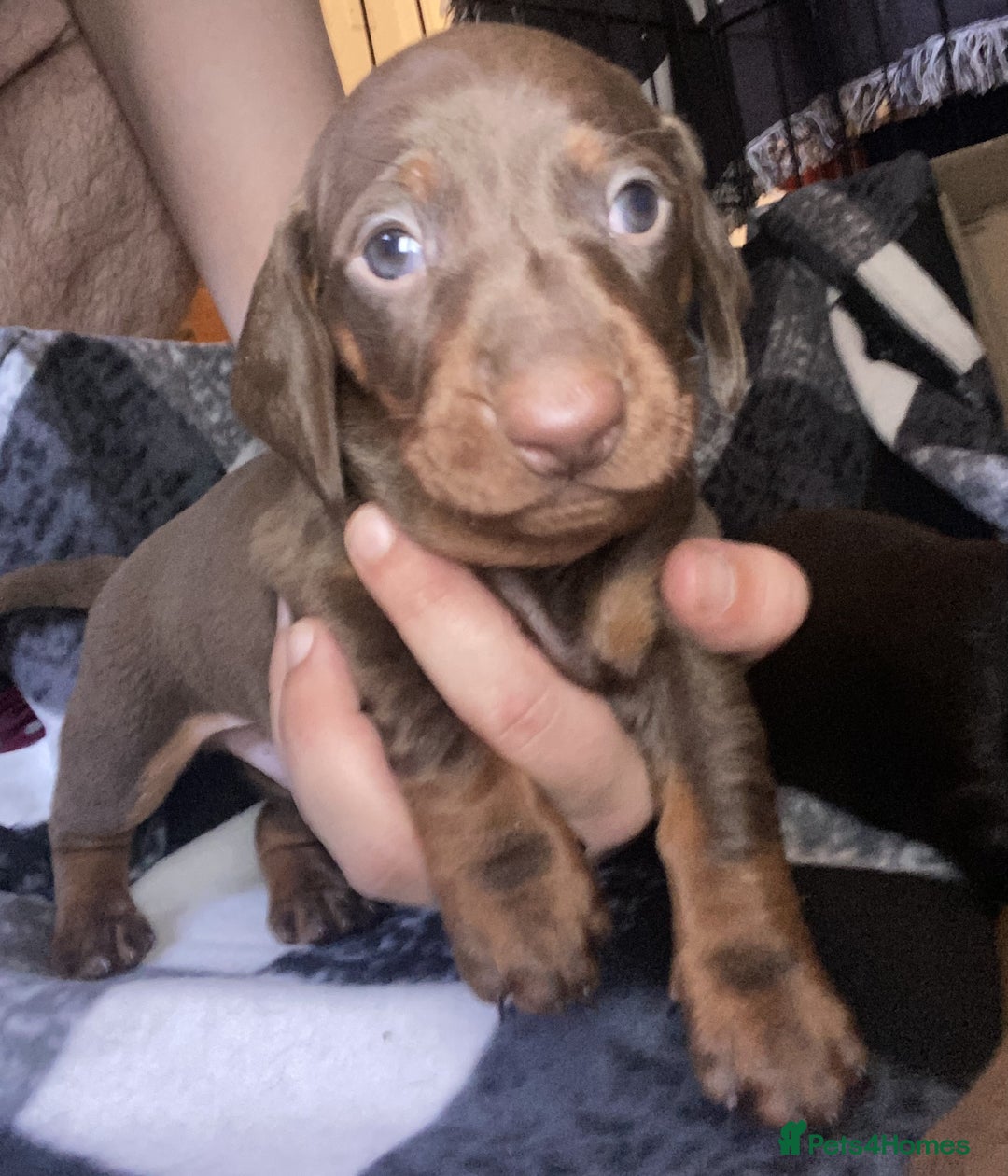 Dachshund dogs for sale: Standard Dachshund Puppies (KC registered) - Image 7