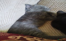 Mixed Breed cats for sale: Kittens * Just one black female now * - Image 7