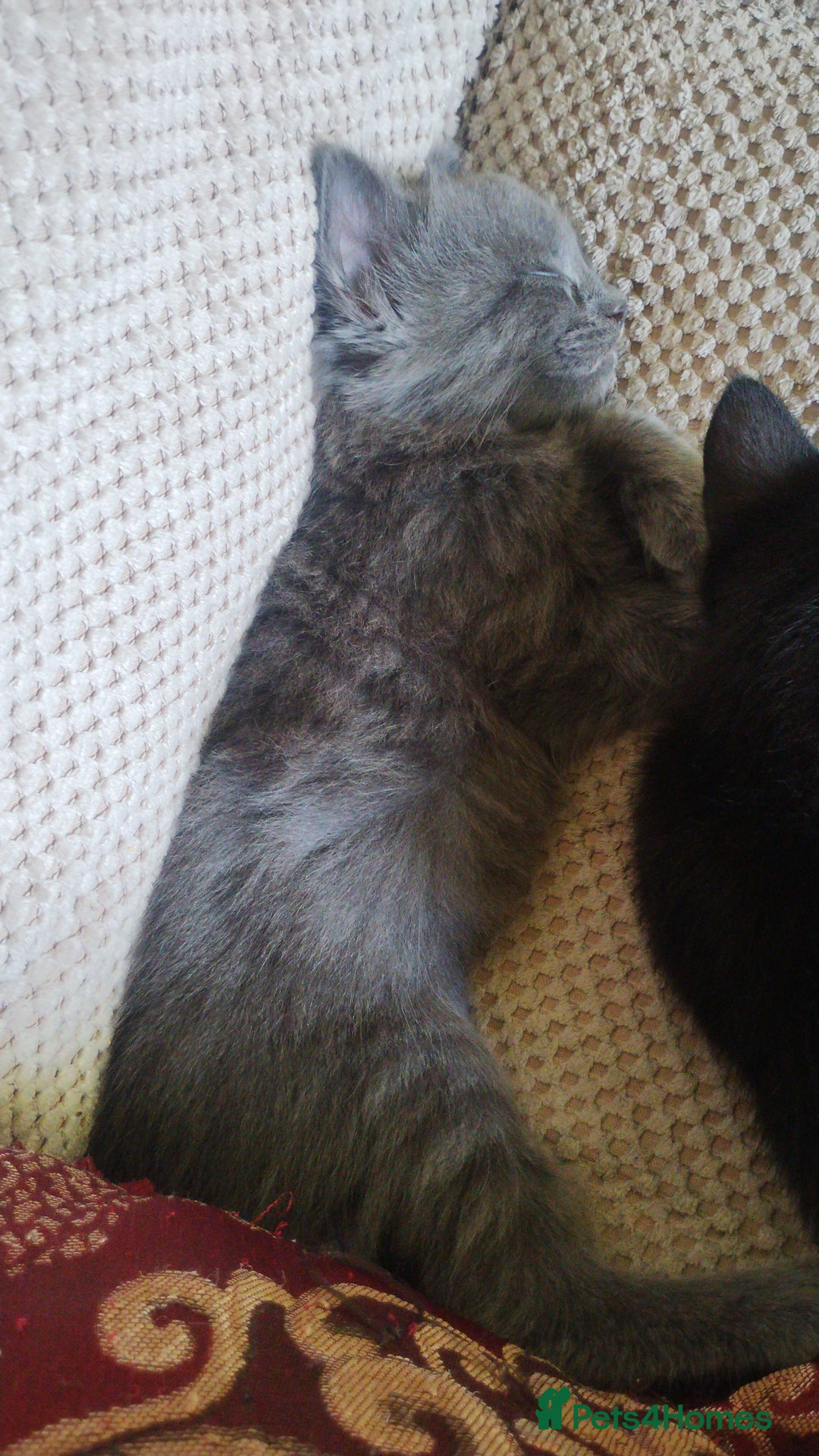 Mixed Breed cats for sale: Kittens * Just one black female now * - Image 7