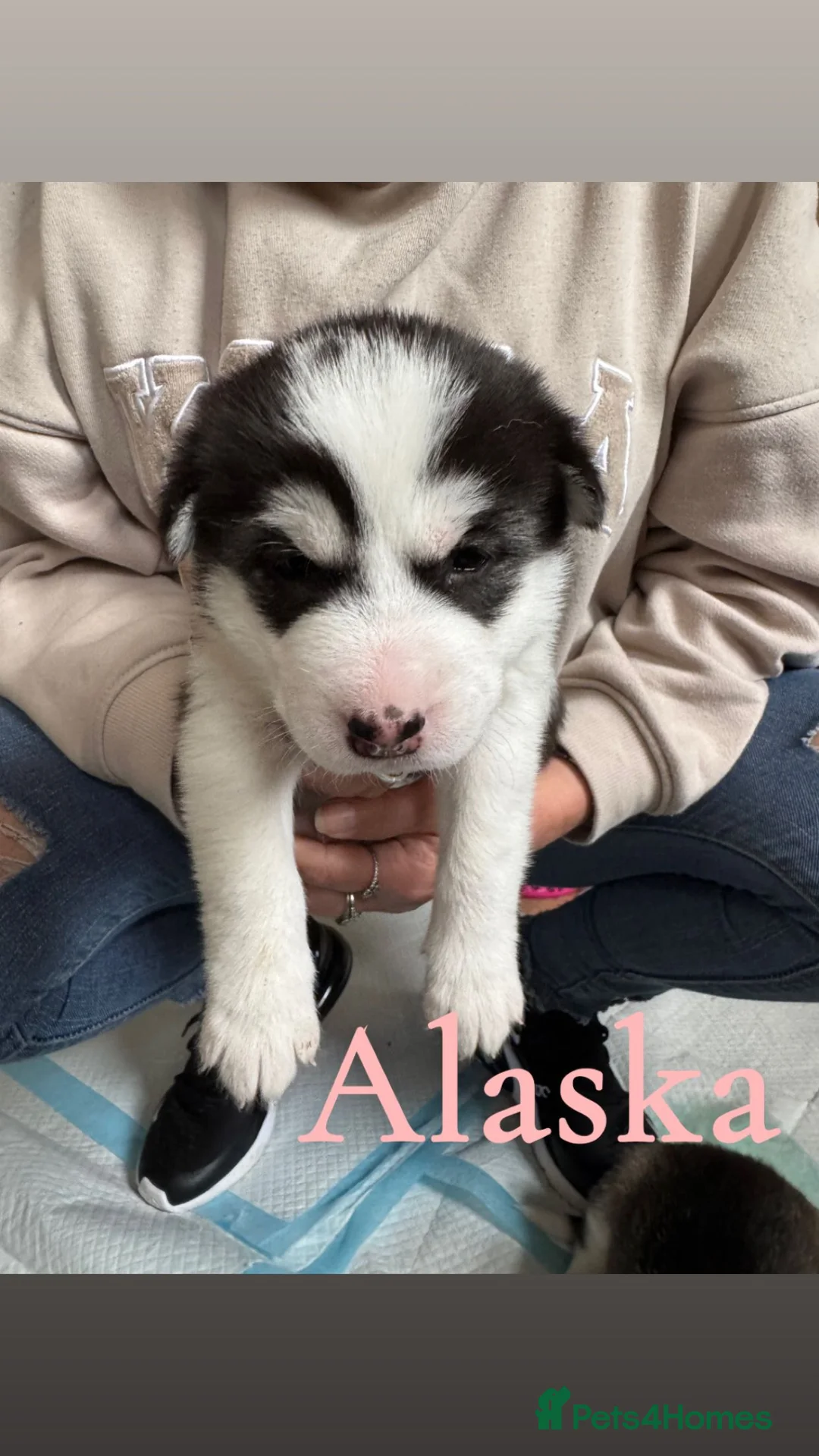 Siberian Husky dogs for sale: Siberian husky pups in Bradford - Advert 2