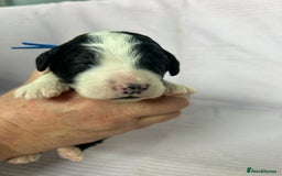 Bernedoodle dogs for sale: F1 standard Bernedoodle puppies. Licensed breeder - Image 7