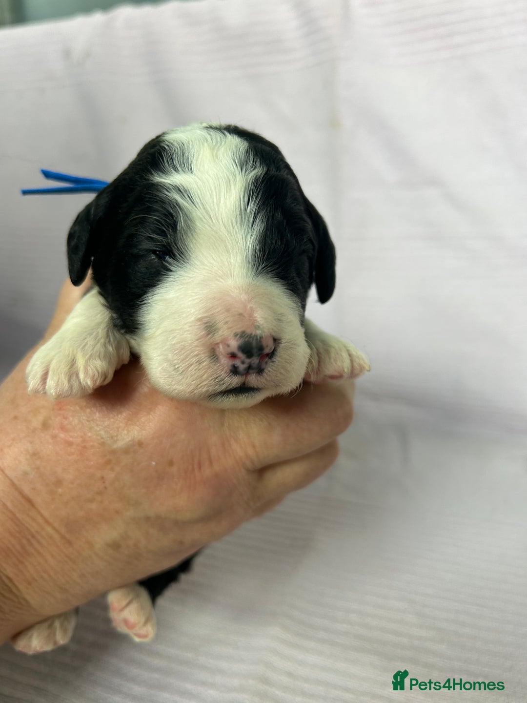 Bernedoodle dogs for sale: F1 standard Bernedoodle puppies. Licensed breeder - Image 7