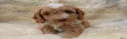 Cockapoo dogs for sale: FI CHAMPAGNE AND WHITE  MALE FROM 5* BREEDER - Advert 20