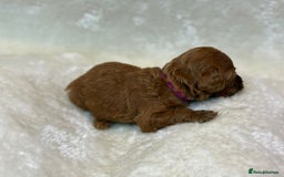 Cavapoo dogs for sale: Fox RED Cavapoo Puppies - Image 17