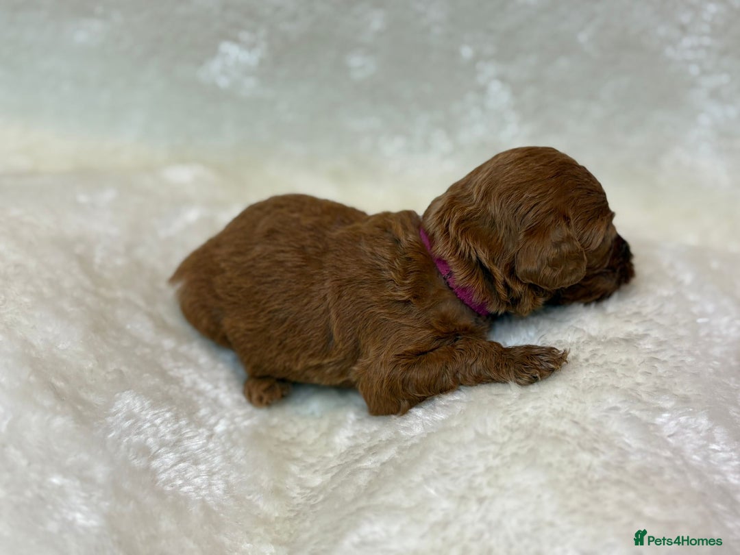 Cavapoo dogs for sale: Fox RED Cavapoo Puppies - Image 17