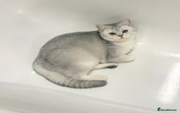 British Shorthair cats for sale: Affectionate Silver Chinchilla British Shorthair - Image 8