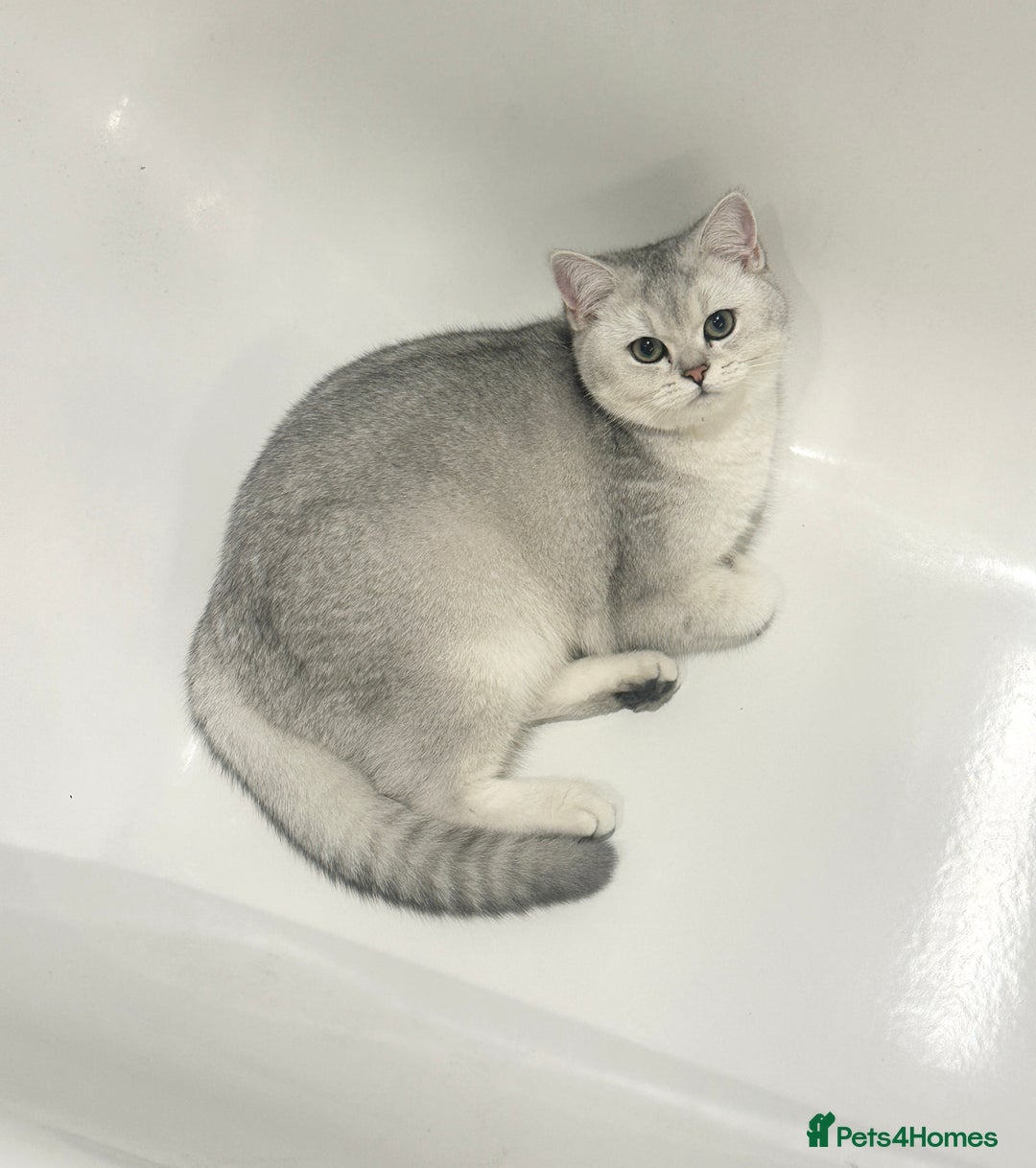 British Shorthair cats for sale: Affectionate Silver Chinchilla British Shorthair - Image 8