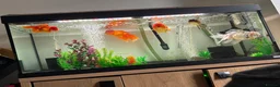 Fancy Goldfish fish for sale: large and small fancy goldfish with tank  - Advert 5