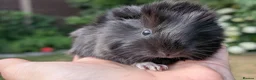 Guinea Pig rodents for sale: Gorgeous Guinea pig pups - Advert 8
