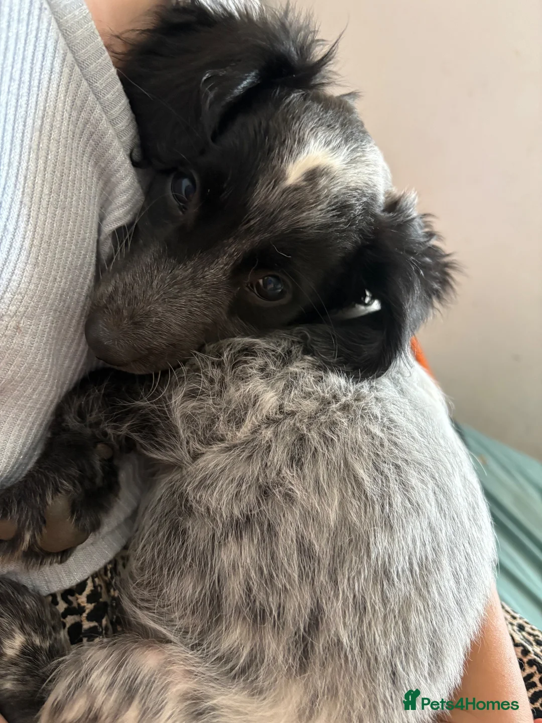 English Springer Spaniel dogs for sale: 3 month old springer spaniel in Gainsborough - Advert 2