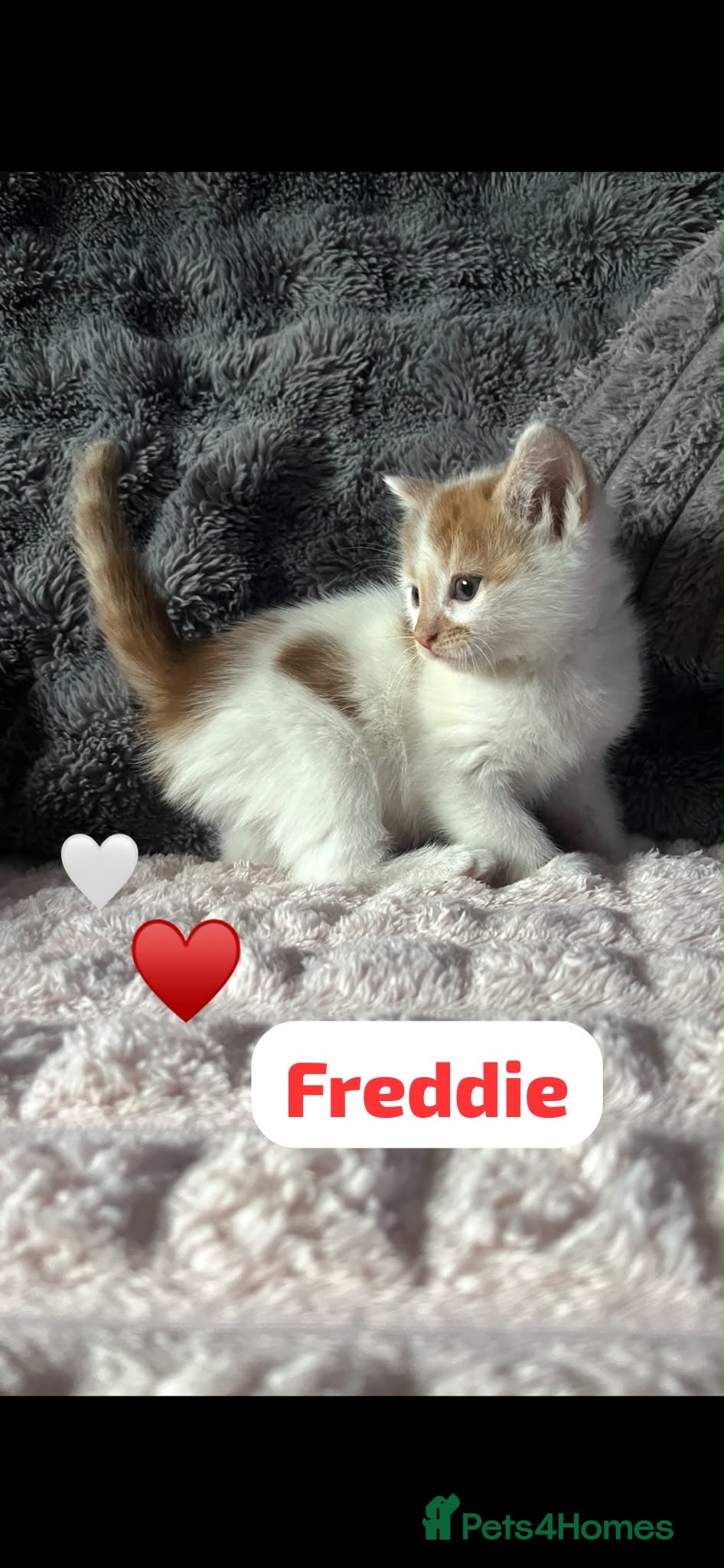 Mixed Breed cats 🩵 1 Beautiful kitten remaining 🩵 - Advert 1