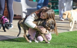 Mixed Breed dogs for adoption: Rosemary - Sweet & Calm - Image 1