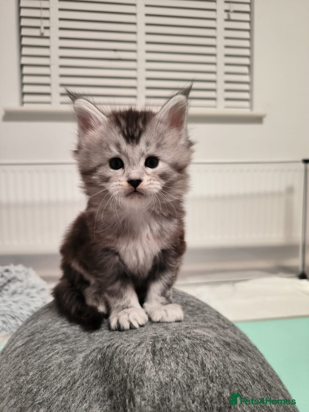 Maine Coon cats for sale: Maine Coon Kittens - Advert 6
