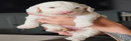 Cockapoo dogs for sale: Stunning F2 Cockapoo Puppies  in Saltburn-by-the-Sea - Advert 9