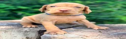 Hungarian Vizsla dogs for sale: KC Reg Hungarian Vizsla pups Hip/Elbow DNA Tested - Advert 12