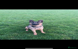 Mixed Breed dogs for sale: Siberian husky cross belgian malinois - Image 35