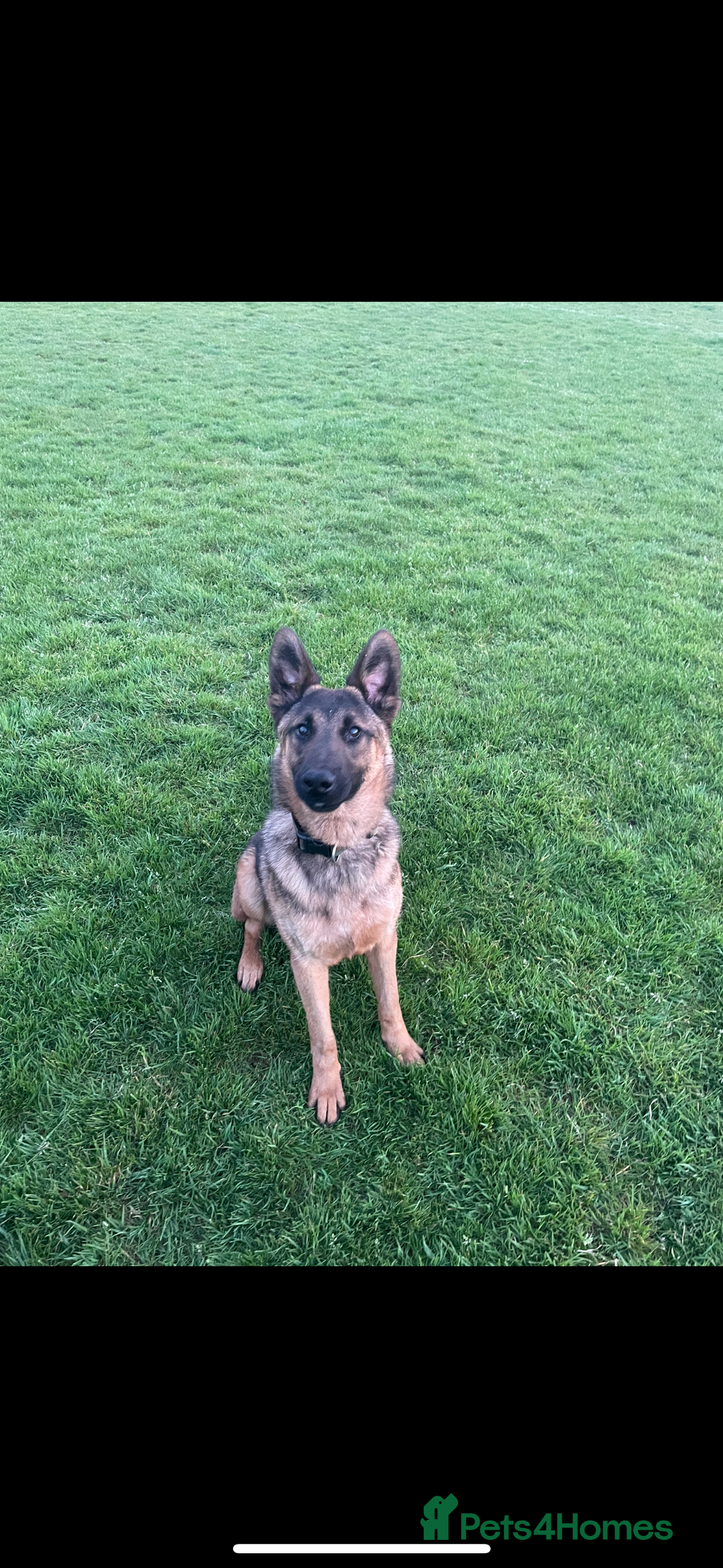 Mixed Breed dogs for sale: Siberian husky cross belgian malinois - Image 35