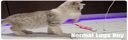 Munchkin cats for sale: Munchkin kittens odd-eyed - Advert 5