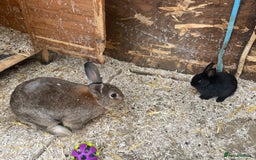 Mixed Breed rabbits for sale: Baby bunnies  - Image 8