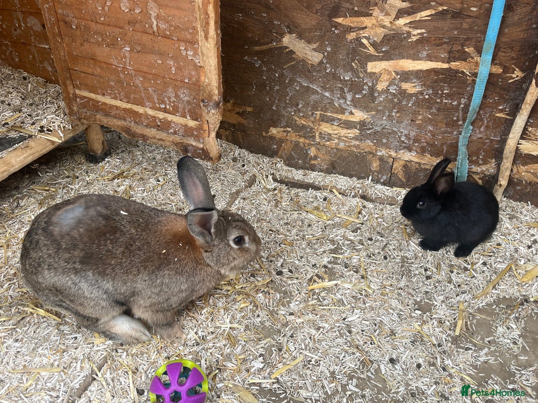Mixed Breed rabbits for sale: Baby bunnies  - Image 8