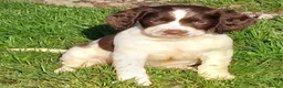 English Springer Spaniel dogs for sale: 3 Springer Boys available  - Advert 6