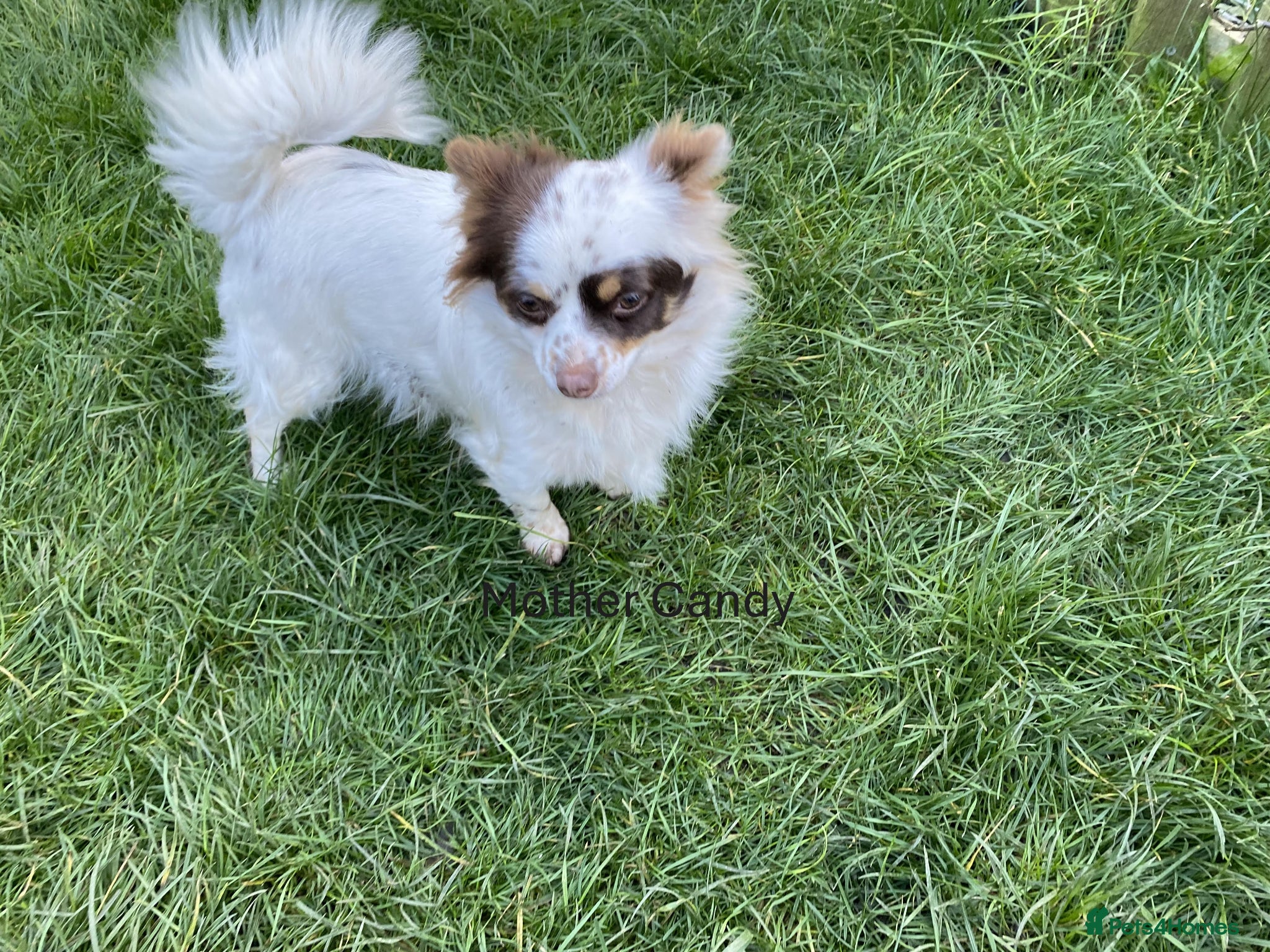 Chihuahua dogs for sale: chihuahua puppies for sale  - Advert 11