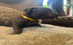 Staffordshire Bull Terrier dogs for sale: High Quality Blue & Black Staffy Puppies - Image 18
