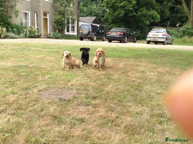 Labrador Retriever dogs - Advert 2