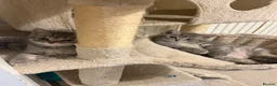 British Shorthair cats for sale: British Shorthair Tabby 1 - Advert 10