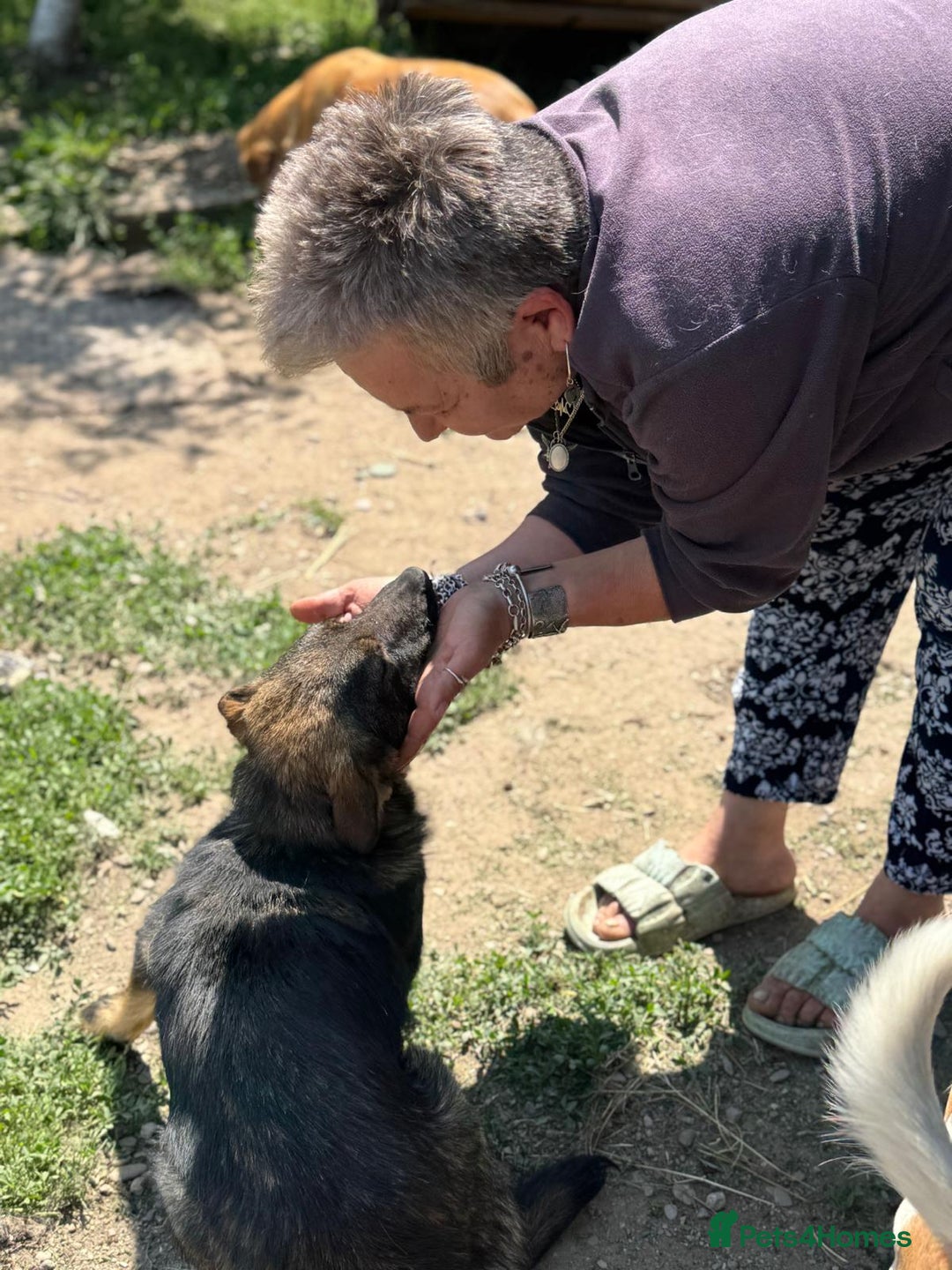 Mixed Breed dogs for adoption: Meet Lovely little LOTTIE! she needs a Loving Home - Image 16