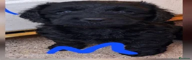  Black male