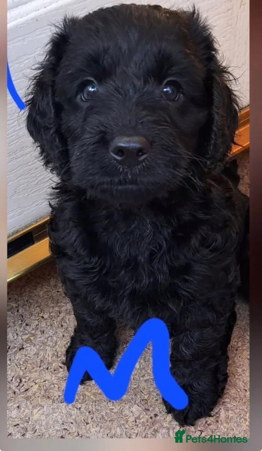 Mixed Breed dogs for sale: Cockapoo(Mum)xCavapoochon (Dad) Puppies in Bradford - Advert 1