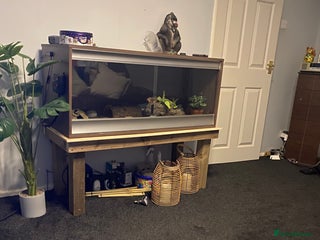 Leopard Gecko reptiles Leopard geeko and full set up - Advert 1