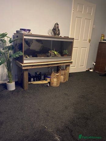 Leopard Gecko reptiles Leopard geeko and full set up - Advert 1