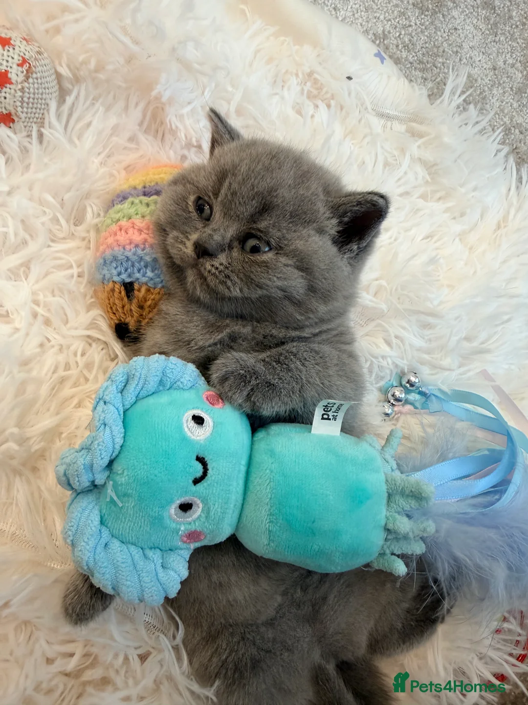 British Shorthair cats for sale: GORGEOUS GCCF REGISTERED KITTENS two left - Advert 2