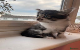 Mixed Breed cats for sale: Fluffy adorable mixed tabby! - Image 7